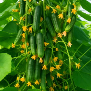 Loss 100 Pcs Mini Cucumber Bonsai Organic Plants Vegetables Ourdoor Plant Home Garden Green Food Plan Seeds