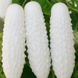 Fresh 50 Pcs Pack White Cucumber Plant Courtyard Garden Potted Bonsai Vegetable Flores Cucumis Cb51fe Seeds