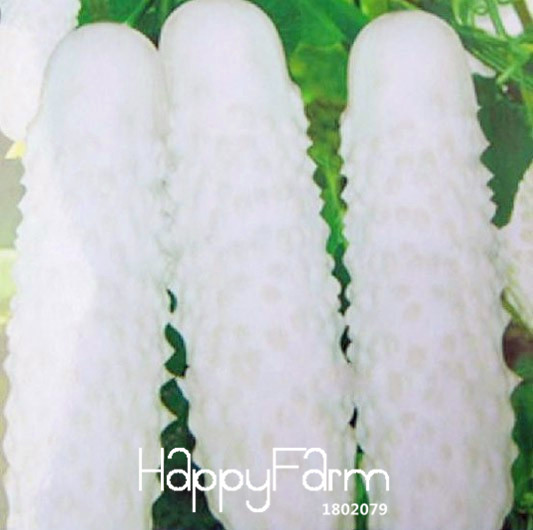 50piece Pack Of Fresh White Cucumber Seeds Ideal For Courtyard Vegetation Cucumis Cb51fe - 2