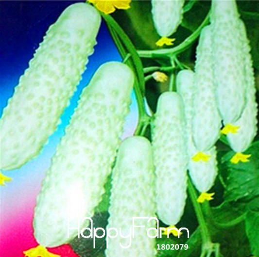 50piece Pack Of Fresh White Cucumber Seeds Ideal For Courtyard Vegetation Cucumis Cb51fe - 1