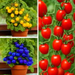 200 Pcs Bonsai Tomato Flores Perennial Plant Home And Garden Healthy Fruit Vegetables To Seeds