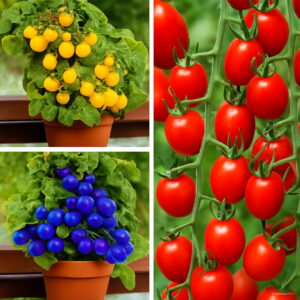 200 Pcs Bonsai Tomato Flores Perennial Plant Home And Garden Healthy Fruit Vegetables To Seeds