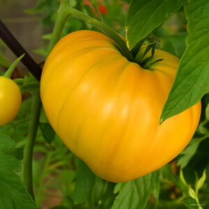 Big Gold Organic Yellow Beefsteak Heirloom Tomato Bonsai 100 Pcs Lot Best-tasting Tomatoes 8vyg53 Seeds