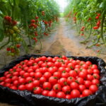 Big 100 - Greek Tomato Bonsai Heirloom Sweet Gardening Plantas Plants Non Gmo Vegetable Floresling Home Garden Pla Seeds - 4