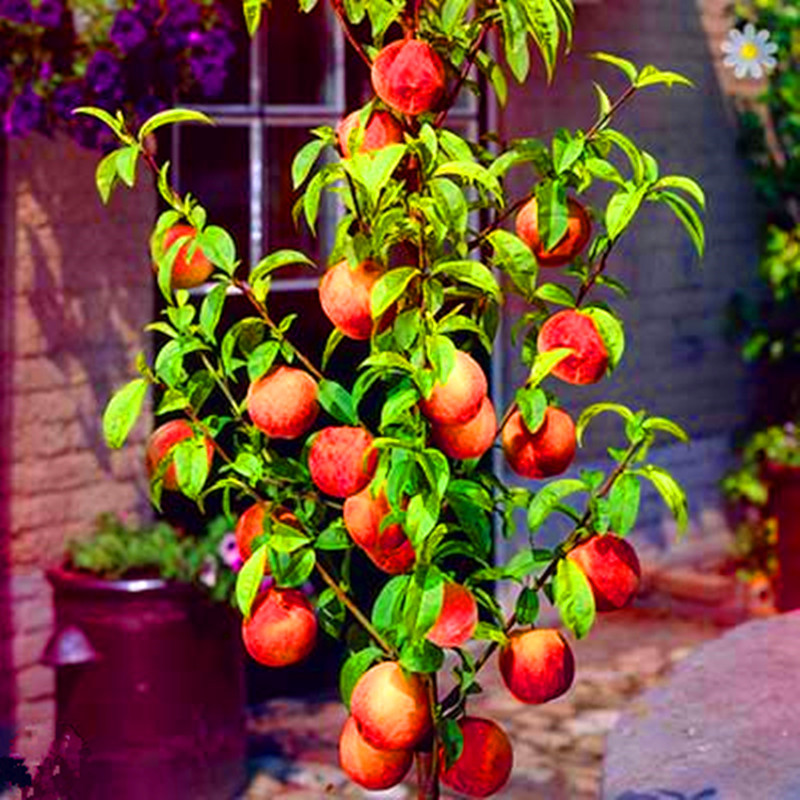 10piece Sweet Peach Flores Tree Seed Set Dwarf Bonanza Peaches Fruit Seeds For Indooroutdoor Cultivation - 7