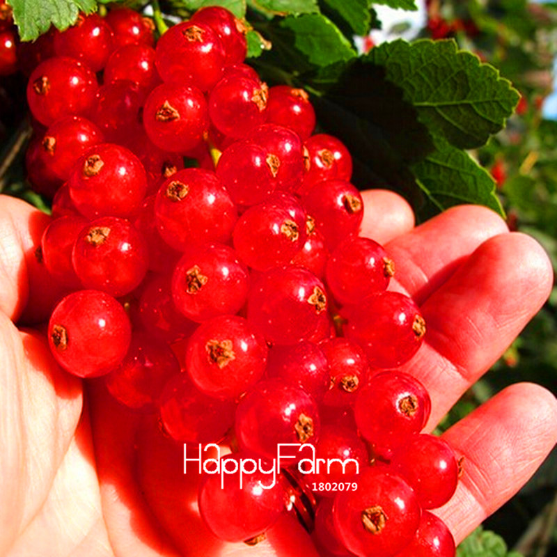 Panamerican Gooseberry Red Currant Fruit Sementes Da Fruta 10 Flores Pack 7rkqk Seeds - 3