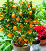 Time-Limit!!10pcs/bag Balcony Patio Potted Fruit Trees Planted bonsai Kumquat garden Orange flores Tangerine Citrus,#U9TUMQ Seeds