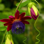 100 Pcs Lot Passion Flower Flores Vine Fruit Passiflora Bonsai Plant Plantas Diy Home Garden Jf0trh Seeds - 5