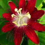 100 Pcs Lot Passion Flower Flores Vine Fruit Passiflora Bonsai Plant Plantas Diy Home Garden Jf0trh Seeds - 4
