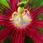 100 Pcs Lot Passion Flower Flores Vine Fruit Passiflora Bonsai Plant Plantas Diy Home Garden Jf0trh Seeds - 2