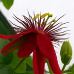 100 Pcs Lot Passion Flower Flores Vine Fruit Passiflora Bonsai Plant Plantas Diy Home Garden Jf0trh Seeds