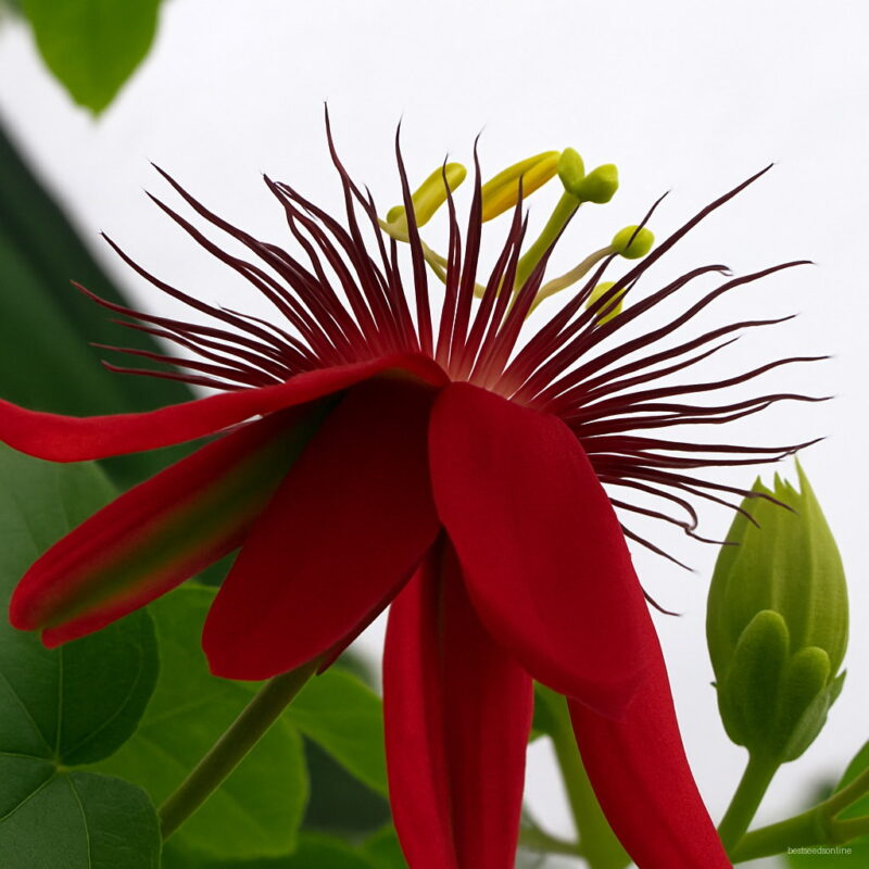 100 Pcs Lot Passion Flower Flores Vine Fruit Passiflora Bonsai Plant Plantas Diy Home Garden Jf0trh Seeds