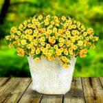 Big Lemon Slice Superbells Calibrachoa Petunia Annual Flower Bonsai Pack 100 Pieces Seeds