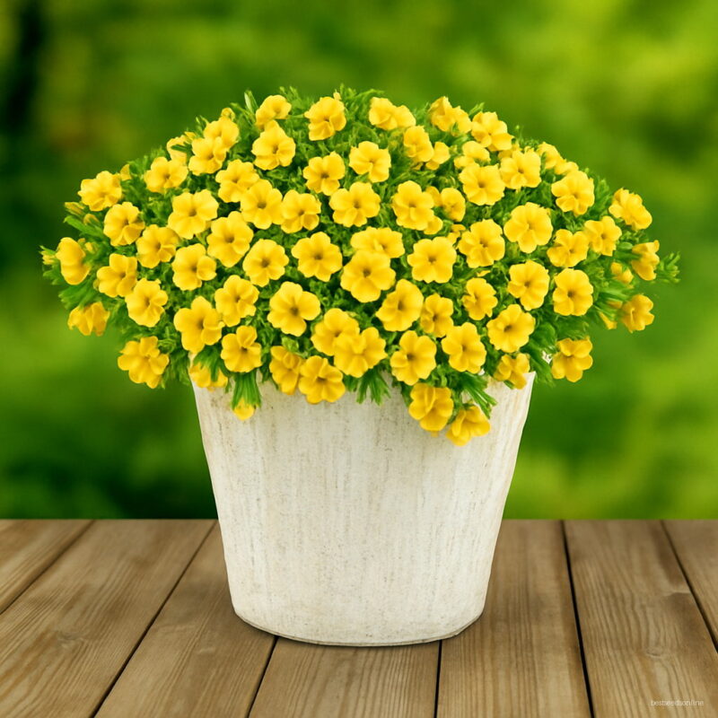 Big Lemon Slice Superbells Calibrachoa Petunia Annual Flower Bonsai Pack 100 Pieces Seeds