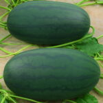 Best-selling 50 Pcs Giant Watermelon Bonsai Black King Super Sweet Home Gardening 7lhwzr Seeds - 5