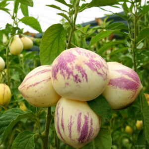 103 Ginseng Fruit Garden Potted Plants Mini Tree Nutrition Is Rich Beautiful Bonsai Plant Courtyard Vegetable Melon Flores Seeds - 2