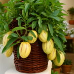 100 Pcs Lot Melon Tree Pepino Bonsai Non Gmo Organic Fruit Garden Seeds - 2