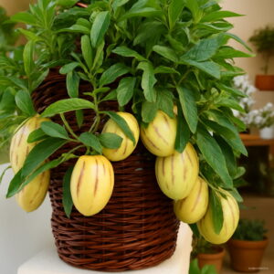 100 Pcs Lot Melon Tree Pepino Bonsai Non Gmo Organic Fruit Garden Seeds - 2