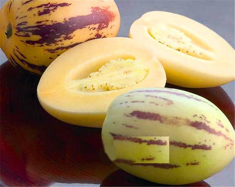 100piece Set Pepino Melon Tree Seeds Nongmo Organic Fruitbearing Ideal For Outdoor Cultivation - 1