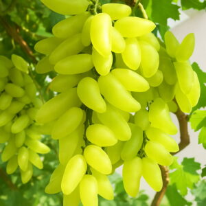100% True Golden Finger Green Sweet Grape Organic Bonsai 50 Pcs Lot Hardy Plant Delicious Fruit M1p7zd Seeds