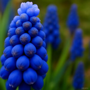 100 Pieces Blue Violet Purple Grape Hyacinth Flower Bonsai Garden Decoration Leader Potted Plant Flores Seeds - 2