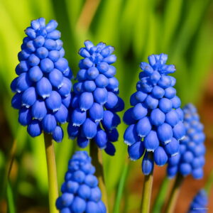 100 Pieces Blue Violet Purple Grape Hyacinth Flower Bonsai Garden Decoration Leader Potted Plant Flores Seeds