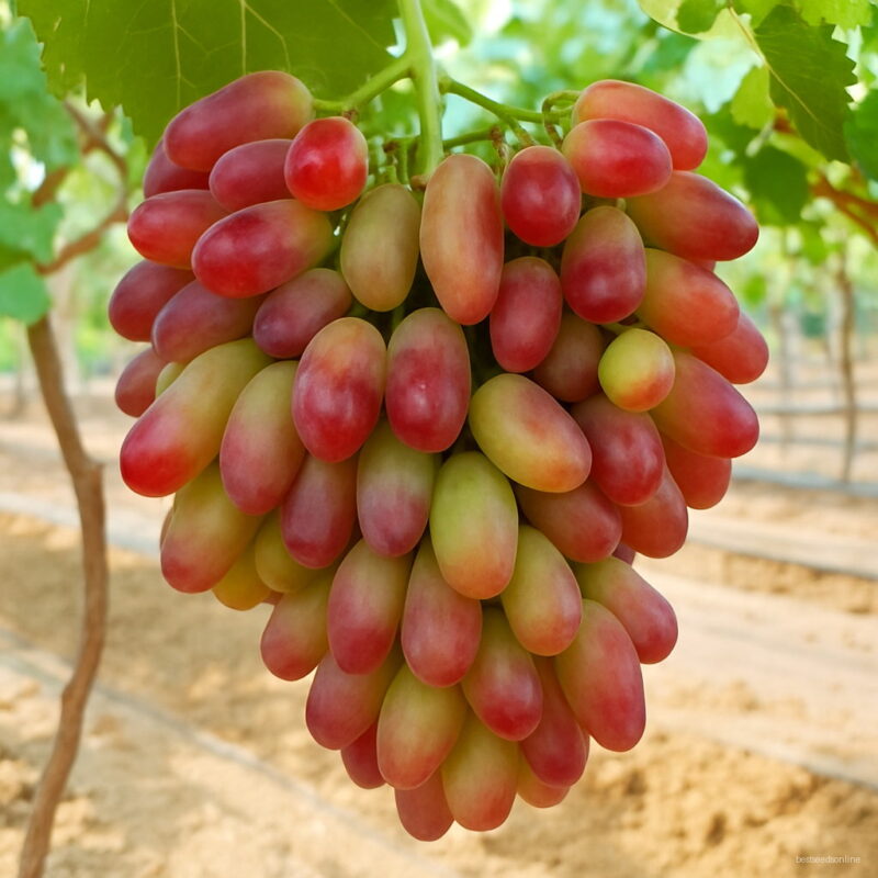 100 Pcs Beauty Finger Grape Bonsai Advanced Fruit Plant Natural Growth Sweet Garden Xdk3wm Seeds