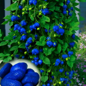 500pcs Sweet Blue Strawberry Plants Fruit Vegetable Bonsai Nutritious Plant Garden & Juicy Indoor Seeds - 2