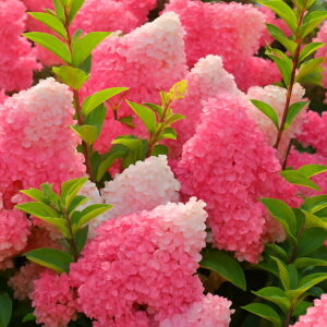 Fresh 20pcs Vanilla Strawberry Hydrangea Flower Garden Planting Bonsai Or Tree Flores Seeds