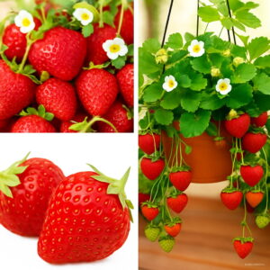 Fresh 100 Pcs Red Giant Climbing Strawberry Plantas Fruit Floresling Home & Garden Diy Plants Bonsai And Seeds