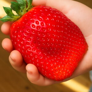 Fruit Garden 300pcs Super Giant Strawberry Perfume Bonsai Plant Home Garde Seeds