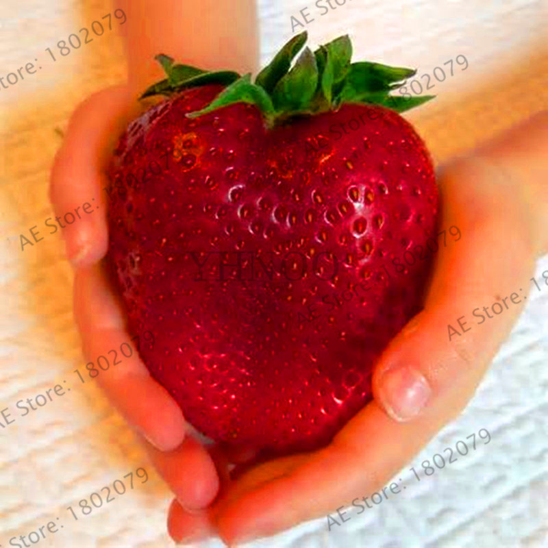 Super Giant Strawberry Scented Seed Pack 300pcs Ideal For Patio And Outdoor Spaces - 4