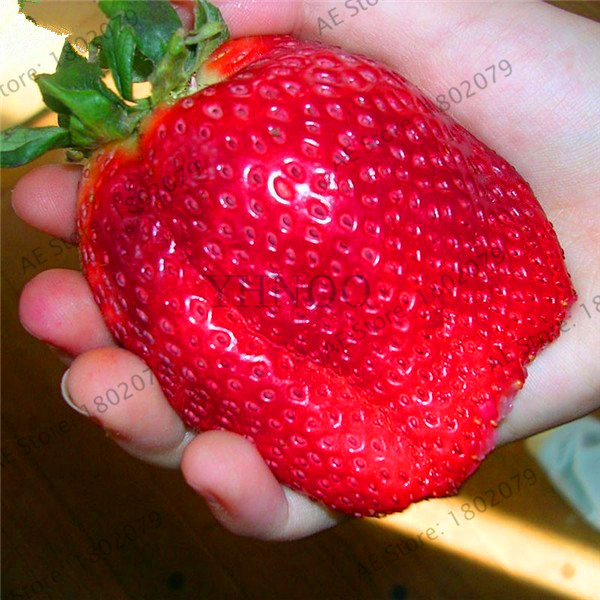 Super Giant Strawberry Scented Seed Pack 300pcs Ideal For Patio And Outdoor Spaces - 2