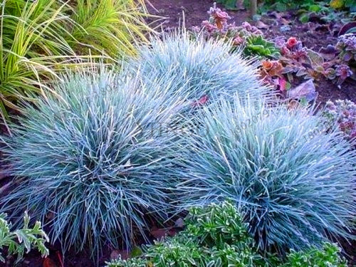 Blue Fescue Grass Seeds For Ornamental Landscaping Perennial Balcony And Outdoor Decorations - 7