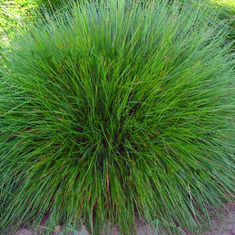 Blue Fescue Grass Seeds For Ornamental Landscaping Perennial Balcony And Outdoor Decorations - 5