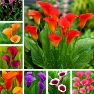 Best-selling Flower Flores 10 Pcs Multi-color Calla Lily Bonsai Plantas Plants Flowers Home Gardening Diy Garden Seeds