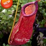 Hot Green Nepenthes Insectivorous Plant Garden Flower Bonsai Eating Mosquito Varieties Of Flores 50 Particles V5b40t Seeds - 3