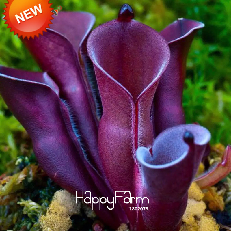 Nepenthes Insecteating Exotic Greenhouse Mosquitorepellent 50 Seed Pack Variety Of Flores V5b40t - 10