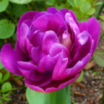 Variety True 103pcs Rarest Double Tulip Most Imported Flowers Bonsai Tulipanes Plant Home Garden Seeds - 5