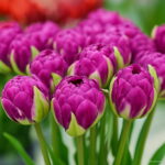 Variety True 103pcs Rarest Double Tulip Most Imported Flowers Bonsai Tulipanes Plant Home Garden Seeds - 4