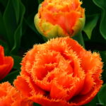 Variety True 103pcs Rarest Double Tulip Most Imported Flowers Bonsai Tulipanes Plant Home Garden Seeds - 2