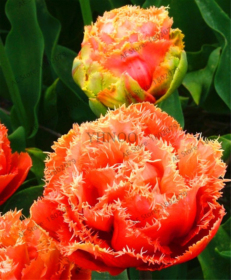 103pcs Double Tulip Seeds Imported Variety Free