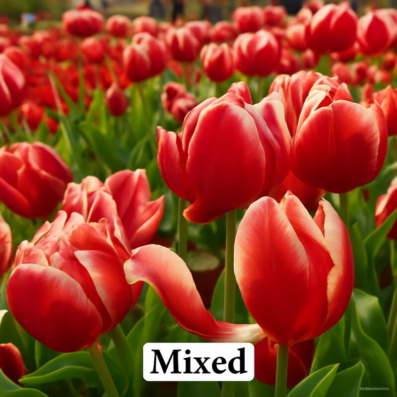 120pcs Lot Tulip Bonsai Flowers Wedding Home Decorative Decoration Flower 6g8je8 Seeds