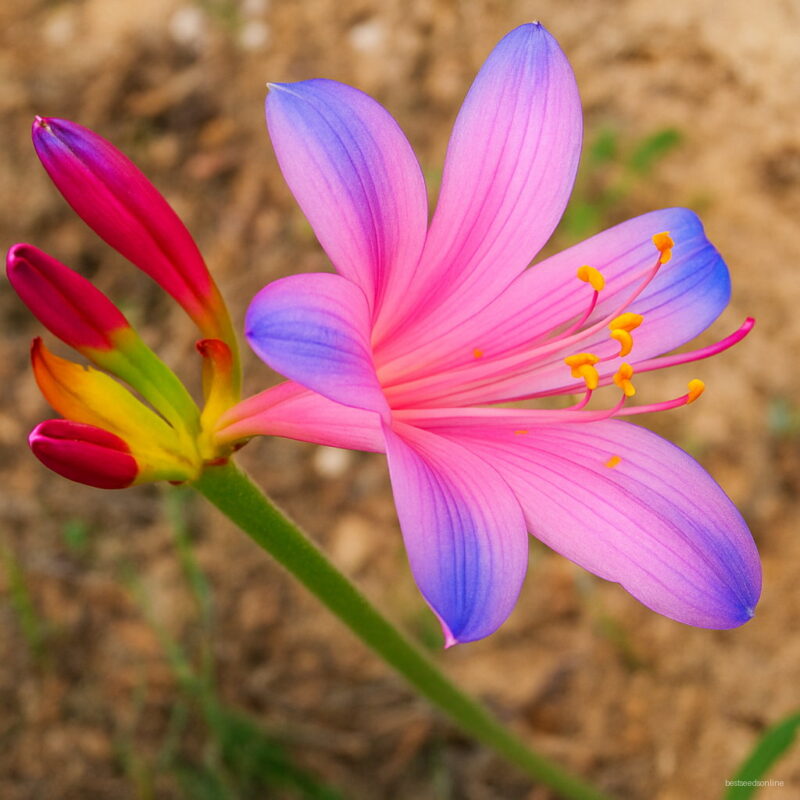 Time-limit 100 Pcs Lot Blue Pink Lycoris Bonsai Potted Plant Radiata Flower Plants Perennial Planting Xy4zii Seeds