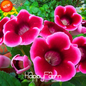 Unique Gloxinia Garden Perennial Flowering Plants Sinningia Speciosa Bonsai Balcony 100 Pcs Yp1rm0 Seeds - 2