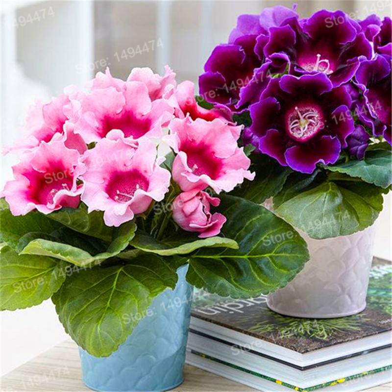 Luxurious 100pcs Mixed Color Gloxinia Perennial Flowering Balcony Seeds Sinningia Speciosa Variety - 5