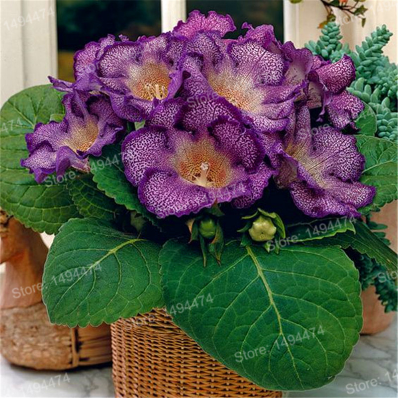 Luxurious 100pcs Mixed Color Gloxinia Perennial Flowering Balcony Seeds Sinningia Speciosa Variety - 4