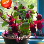 Red Fuchsia Bonsai Potted Flower Garden Plants Hanging Flowers 100particles Lot Ur3lgy Seeds - 5