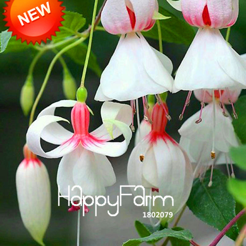 Red Fuchsia Seeds Beautiful Hanging Blooms 100 Particles Lot Ideal For Indoor Outdoor Decorations - 21