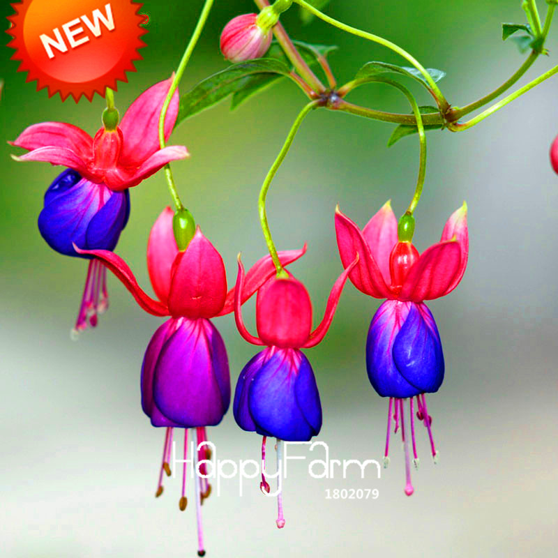 Red Fuchsia Seeds Beautiful Hanging Blooms 100 Particles Lot Ideal For Indoor Outdoor Decorations - 13